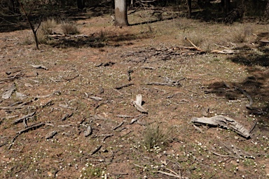 APII jpeg image of Brachyscome nodosa  © contact APII