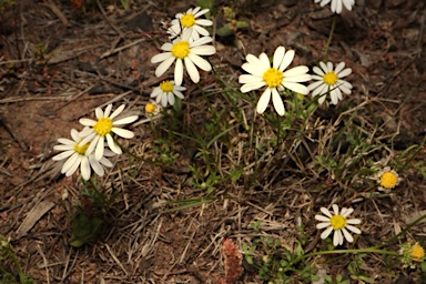 APII jpeg image of Brachyscome nodosa  © contact APII