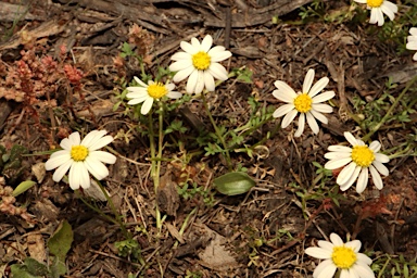 APII jpeg image of Brachyscome nodosa  © contact APII