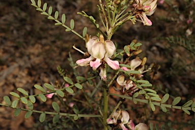 APII jpeg image of Indigofera adesmiifolia  © contact APII