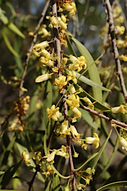 APII jpeg image of Pittosporum angustifolium  © contact APII