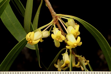 APII jpeg image of Pittosporum angustifolium  © contact APII