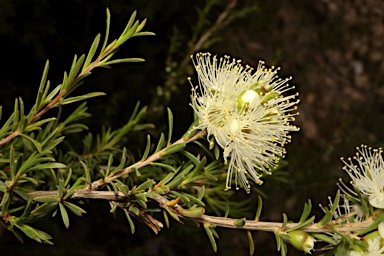 APII jpeg image of Kunzea occidentalis  © contact APII