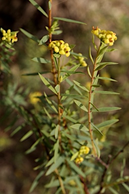 APII jpeg image of Pimelea neo-anglica  © contact APII