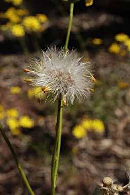 APII jpeg image of Senecio pinnatifolius var. pinnatifolius  © contact APII