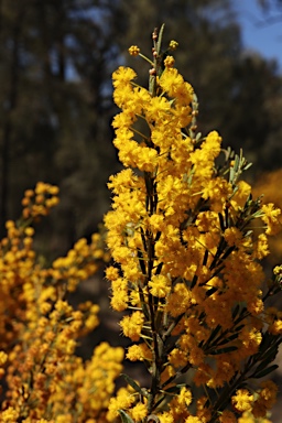 APII jpeg image of Acacia lineata  © contact APII