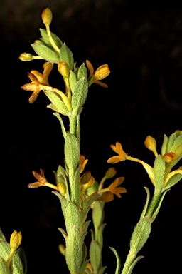 APII jpeg image of Pimelea curviflora var. sericea  © contact APII