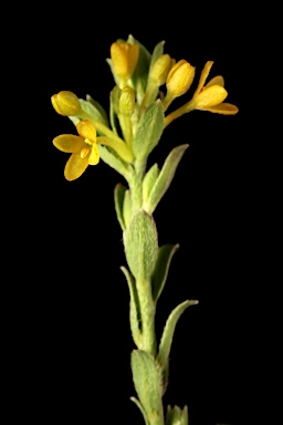 APII jpeg image of Pimelea curviflora var. sericea  © contact APII