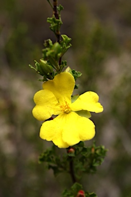APII jpeg image of Hibbertia circumdans  © contact APII