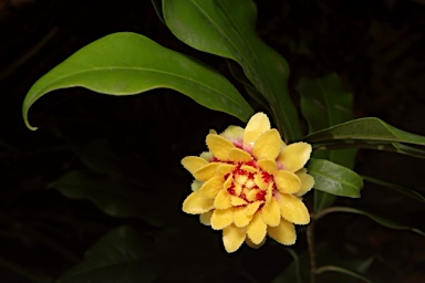APII jpeg image of Eupomatia bennettii  © contact APII