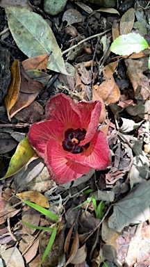 APII jpeg image of Hibiscus tiliaceus  © contact APII