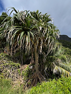 APII jpeg image of Pandanus forsteri  © contact APII