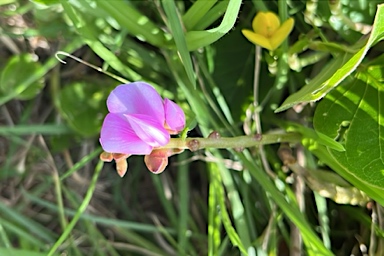 APII jpeg image of Canavalia rosea  © contact APII