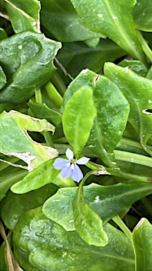 APII jpeg image of Lobelia anceps  © contact APII