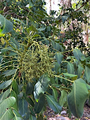 APII jpeg image of Polyscias cissodendron  © contact APII