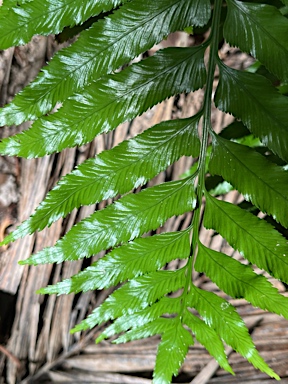 APII jpeg image of Asplenium milnei  © contact APII