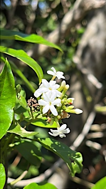 APII jpeg image of Jasminum simplicifolium subsp. australiense  © contact APII