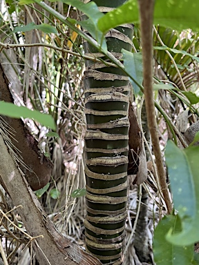 APII jpeg image of Howea belmoreana  © contact APII
