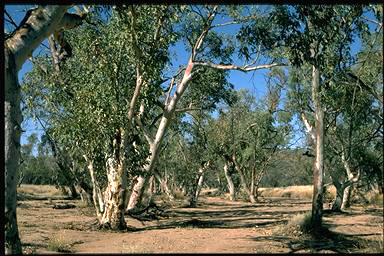 APII jpeg image of Eucalyptus camaldulensis  © contact APII