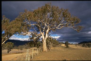 APII jpeg image of Eucalyptus melliodora  © contact APII