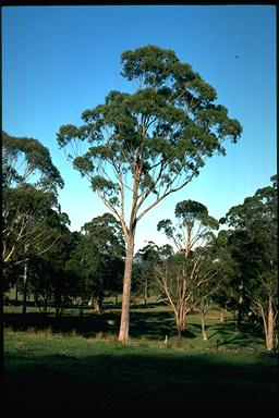 APII jpeg image of Eucalyptus andrewsii  © contact APII