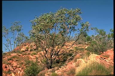 APII jpeg image of Eucalyptus gamophylla  © contact APII