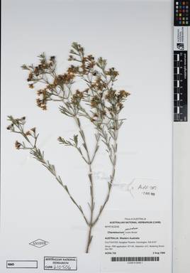 APII jpeg image of Chamelaucium uncinatum 'Jurien Brook'  © contact APII