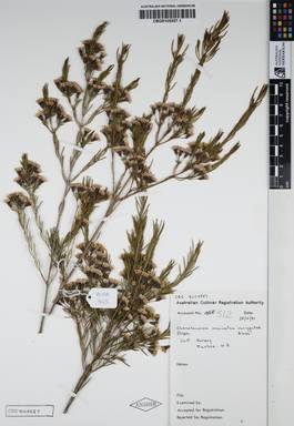 APII jpeg image of Chamelaucium uncinatum 'Variegated Blush'  © contact APII
