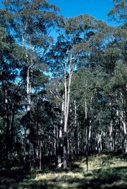 APII jpeg image of Eucalyptus laevopinea  © contact APII