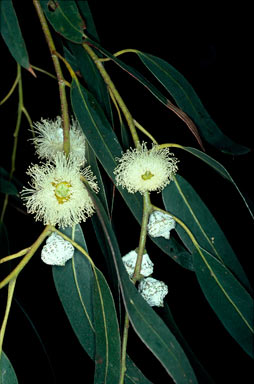 APII jpeg image of Eucalyptus globulus subsp. globulus  © contact APII