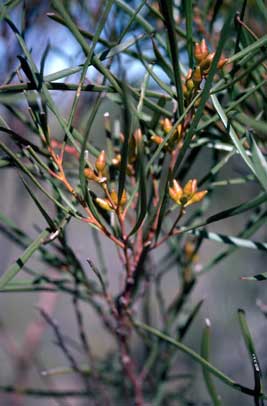 APII jpeg image of Eucalyptus perangusta  © contact APII