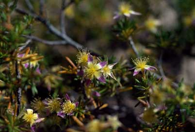 APII jpeg image of Calytrix depressa  © contact APII