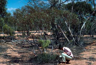 APII jpeg image of Eucalyptus cyclostoma  © contact APII