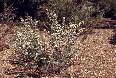 APII jpeg image of Calytrix alpestris  © contact APII