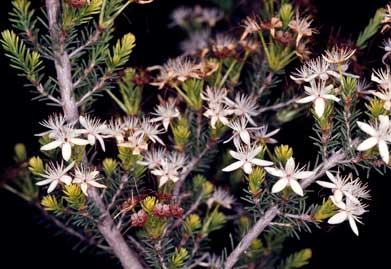 APII jpeg image of Calytrix tetragona  © contact APII