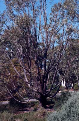 APII jpeg image of Eucalyptus laevopinea  © contact APII