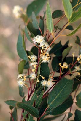 APII jpeg image of Eucalyptus microcorys  © contact APII