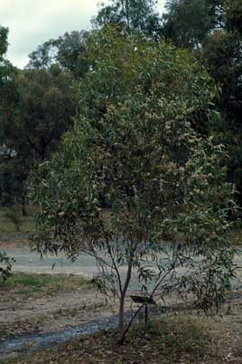 APII jpeg image of Eucalyptus porosa  © contact APII