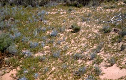 APII jpeg image of Calytrix gurulmundensis  © contact APII