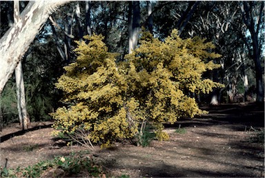 APII jpeg image of Pultenaea euchila  © contact APII