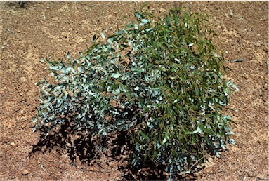 APII jpeg image of Eucalyptus rigidula  © contact APII