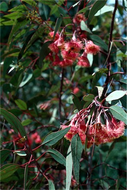 APII jpeg image of Eucalyptus caesia subsp. magna  © contact APII