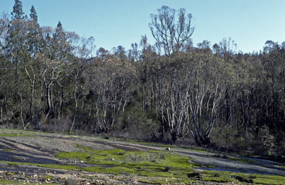 APII jpeg image of Eucalyptus blakelyi  © contact APII