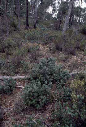 APII jpeg image of Grevillea lanigera  © contact APII