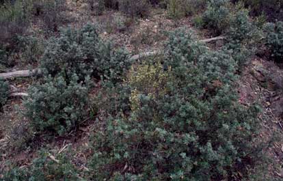 APII jpeg image of Grevillea lanigera  © contact APII