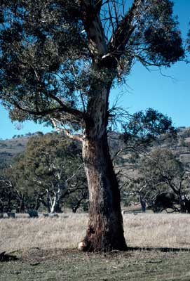 APII jpeg image of Eucalyptus melliodora  © contact APII