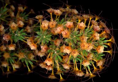 APII jpeg image of Calytrix tetragona  © contact APII