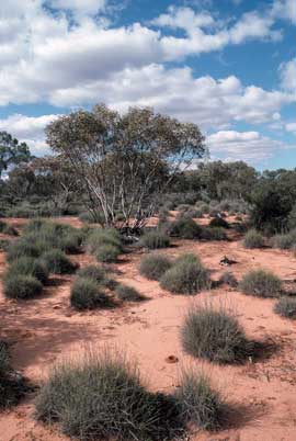 APII jpeg image of Eucalyptus dumosa  © contact APII