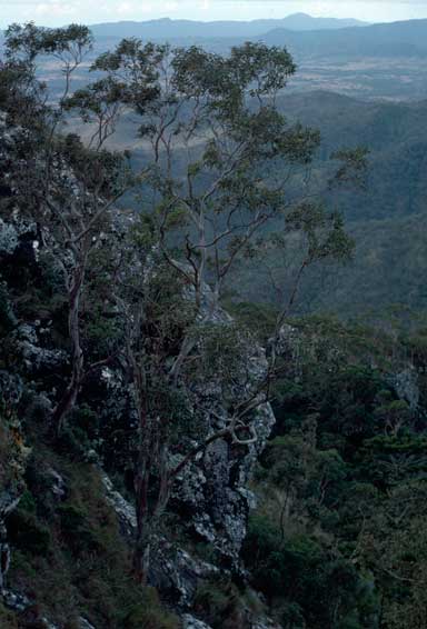 APII jpeg image of Eucalyptus tereticornis  © contact APII