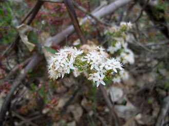 APII jpeg image of Calytrix tetragona  © contact APII